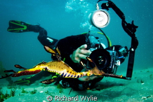 Good friend from Bay Play photographing male weedy seadra... by Richard Wylie 